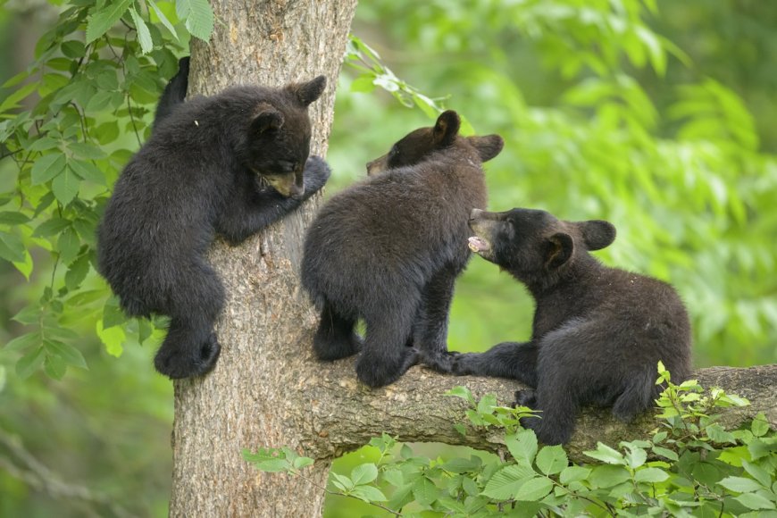 Black Bear Struggles to Wrangle Her Feisty Cubs in Funny Video