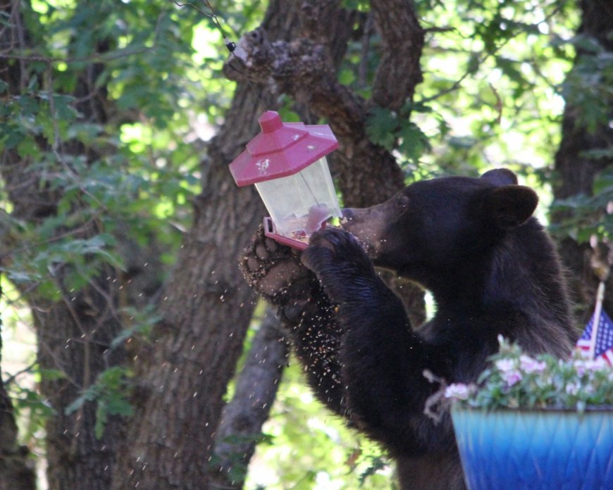 WATCH: Bear Destroys Hummingbird Feeder Hanging on Porch