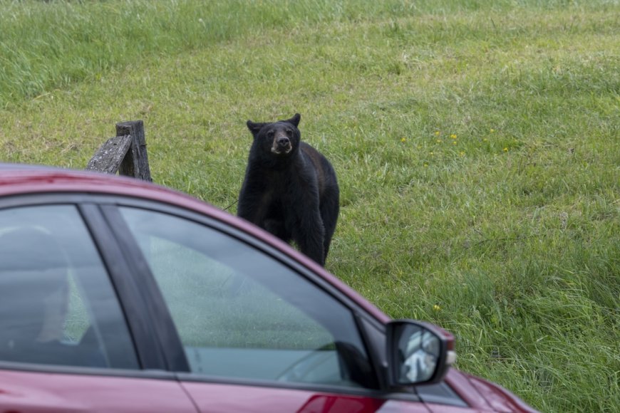 Bear Jump Scare: Woman Startled When Animal Leaps From Car