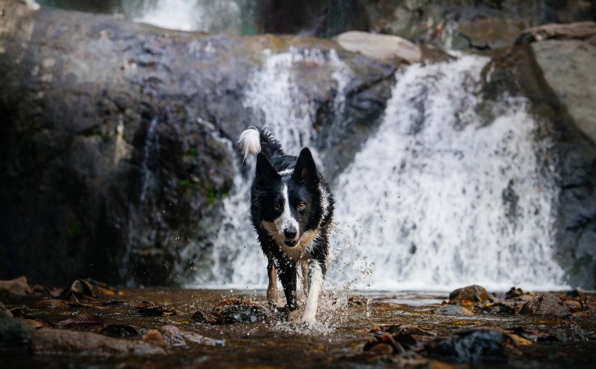 ‘Miracle Rescue’: Dog Found Week After Owner Fell Over Waterfall