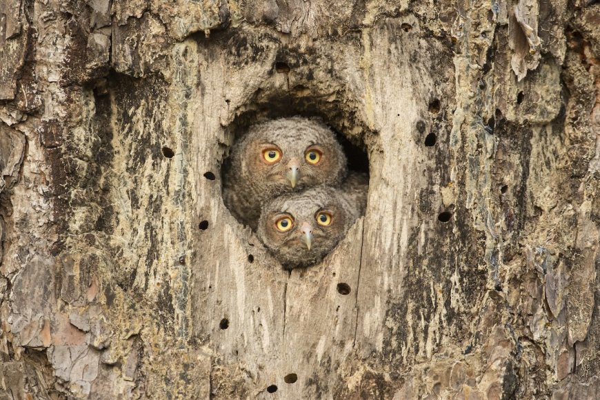 Can You Find the Hidden Owl? It’s Looking Right at You.