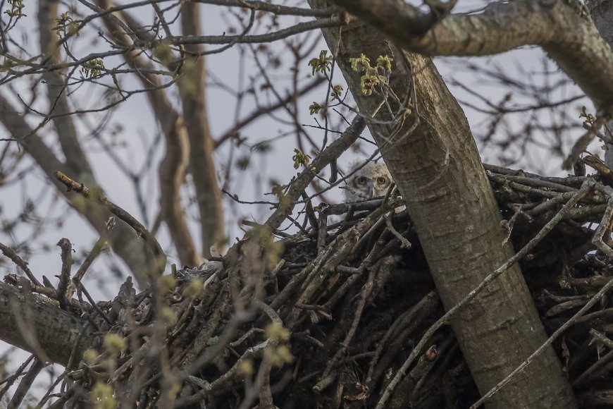 WATCH: Great Horned Owl Feeds Her Day-Old Owlet on Nest Cam