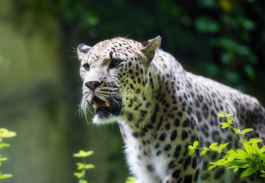 Thermal Camera Spots Elusive Predator, a Rare Persian Leopard