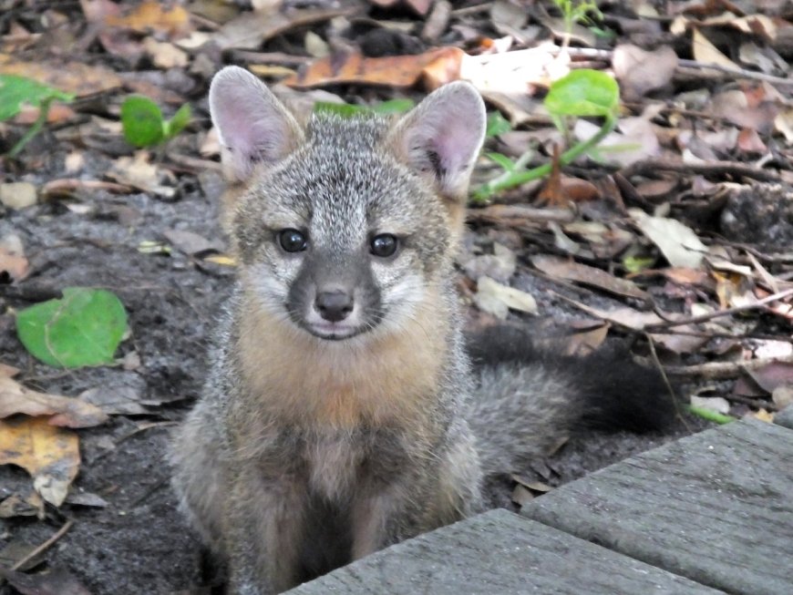 ‘Cutest Thing I’ve Ever Seen’: Baby Foxes Swarm Man (Viral Video)
