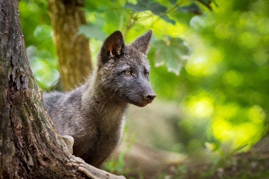 ‘Mischievous’ Wolf Pup Hijacks Sign From Yellowstone Area (Video)