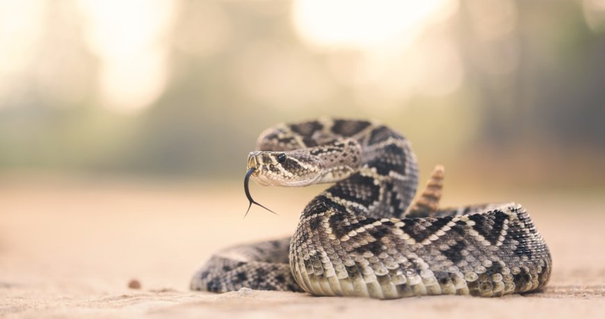 Experts Share Their Thoughts On Why Rattlesnakes Are Biting So Many People This Spring