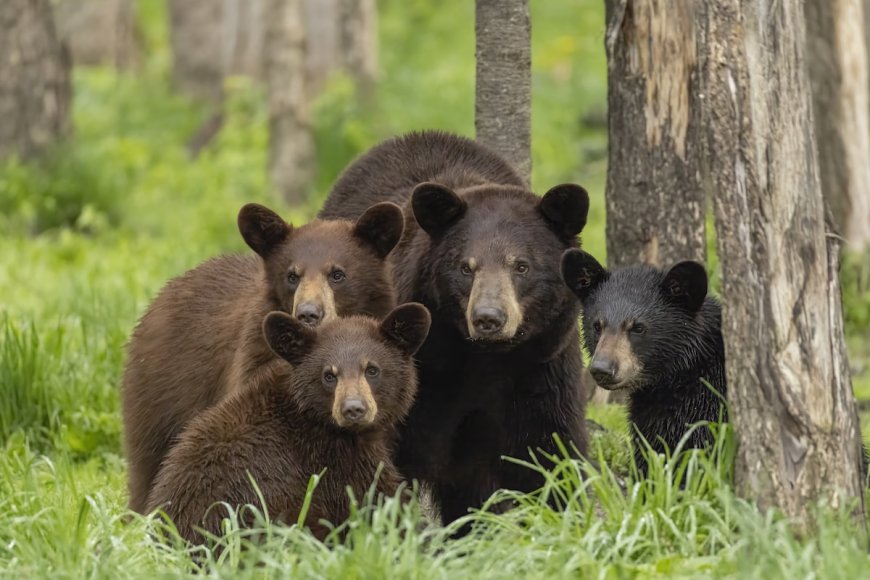 WATCH: First Sighting of This Many Black-Bear Cubs in One Litter