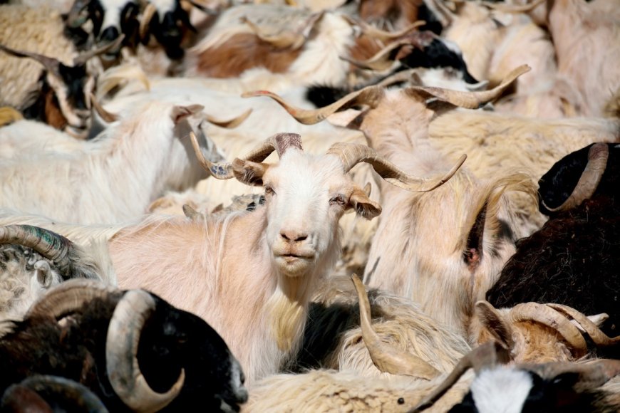 Over 100 Goats Escape, Causing Hilariously Weird Traffic Jam