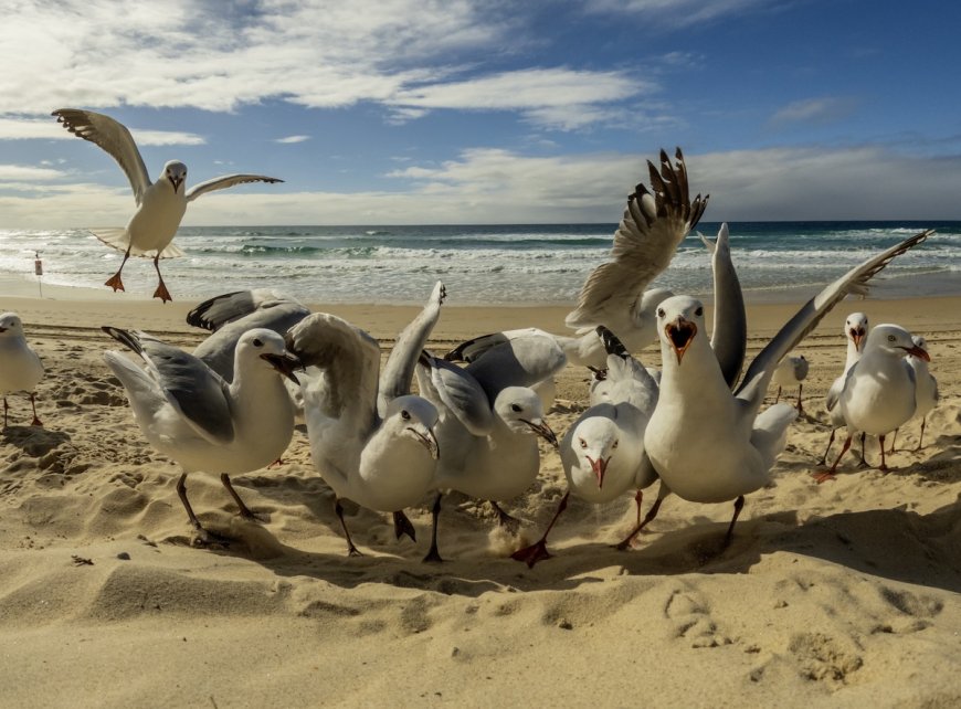 Summer Beach Hack: Can Googly Eyes on Snacks Deter Gulls?