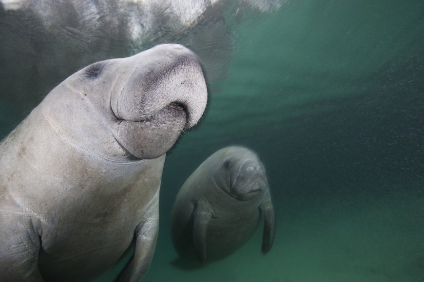 Manatee Mom Spotted in Florida With a Rare Set of Twins