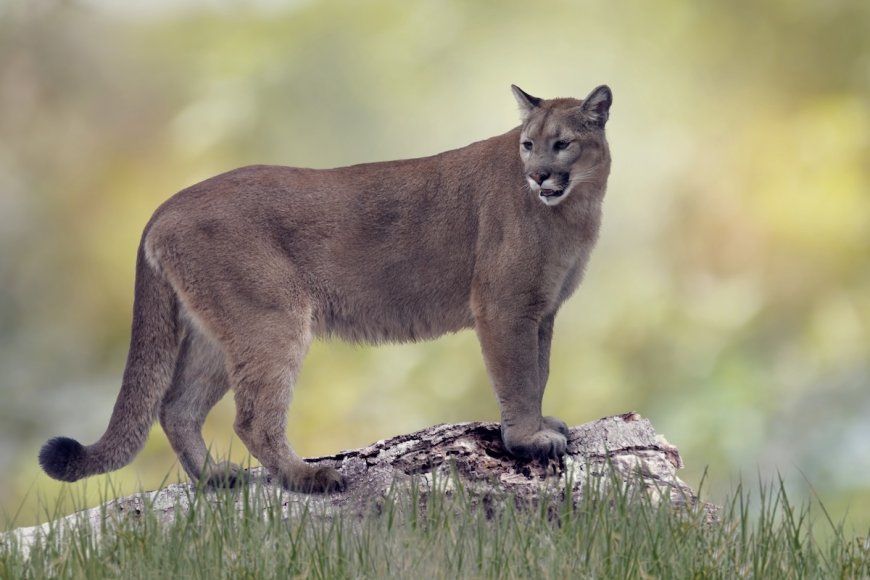 Sound on: Florida Panther Calls for Mate With Haunting ‘Caterwaul’