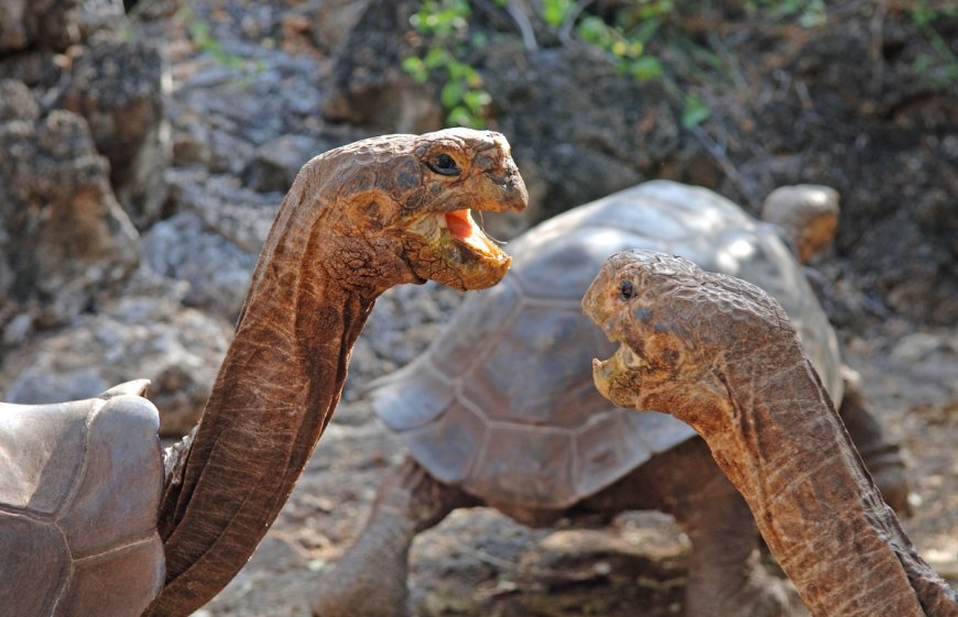 A Giant Galapagos Tortoise Fight Is Just as Weird as You’d Expect