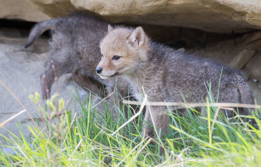 WATCH: Fisherman Stumbles Upon Newborn Coyote Puppies