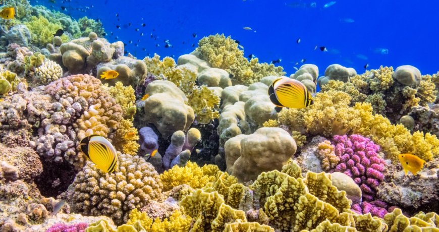 Scientists Discuss Tactics To Save Coral Reefs From Heat Waves