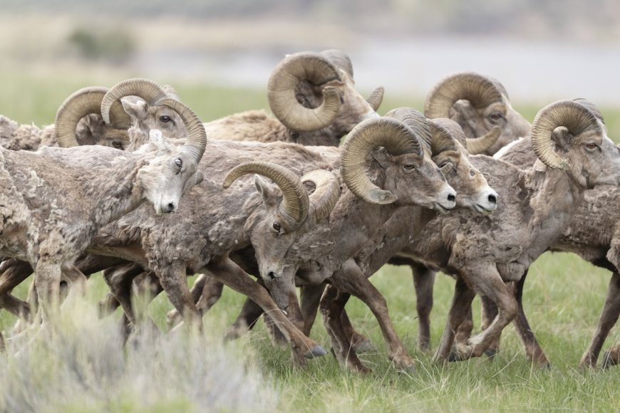 WATCH: Bighorn Sheep Leap Over Fence, Cross Road in Colorado