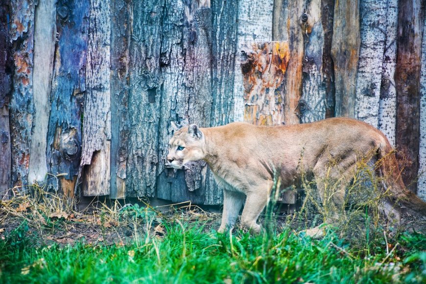 Mountain Lion Kills Family’s Two Large Dogs in Their Backyard