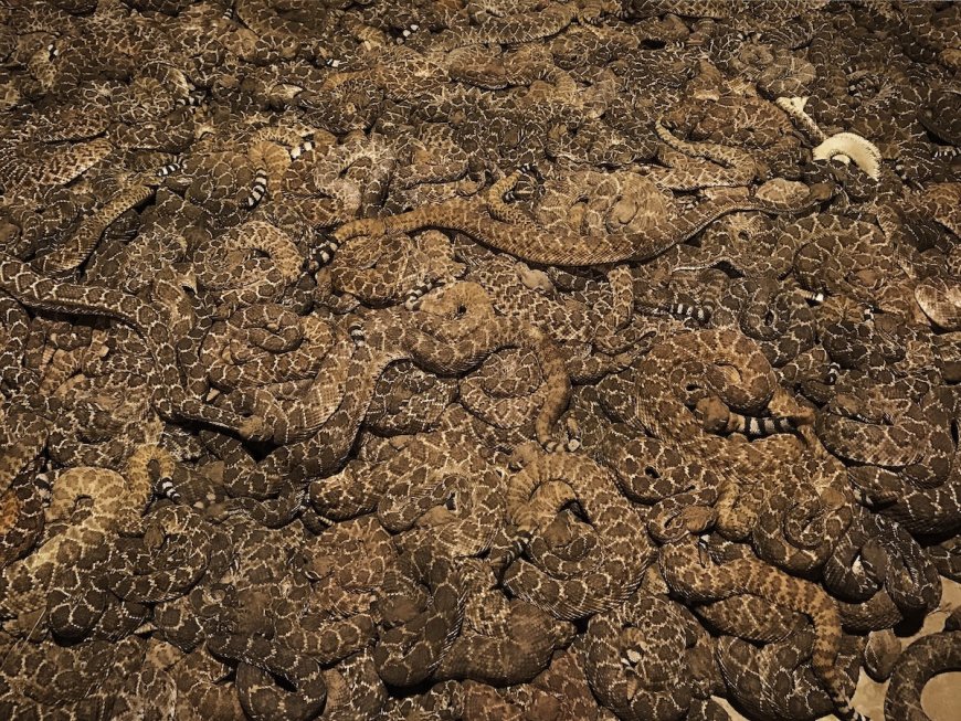 Livestream Shows Mega Den of Rattlesnakes in Colorado