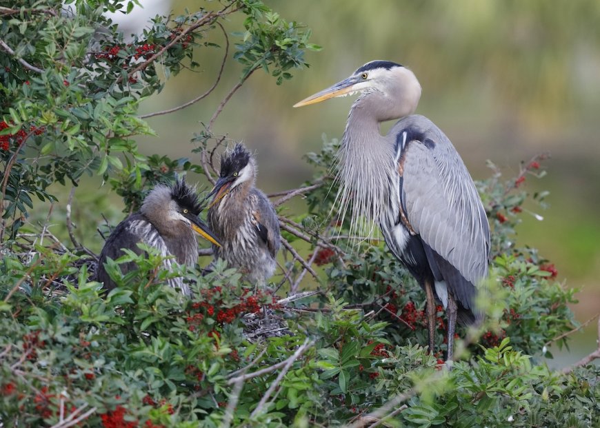 Mother Heron Risks Life to Protect Young From Bald Eagle (Video)