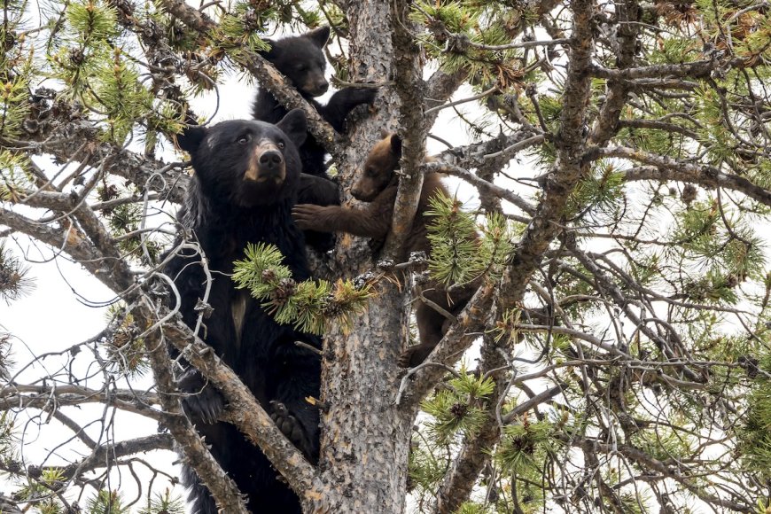 ‘They Didn’t Even RSVP!’: Black Bears Crash a Wedding Ceremony
