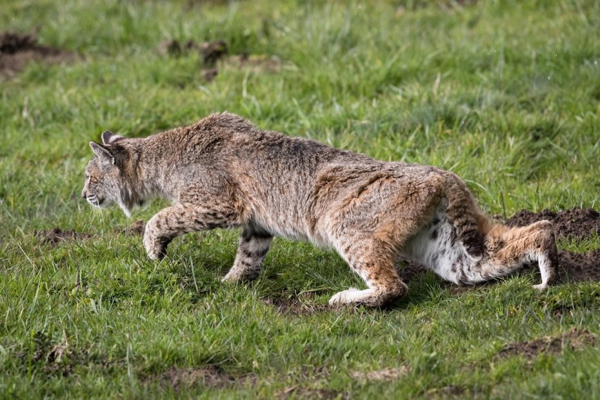 Bobcat Stalks and Attacks Man as He Records the Whole Thing