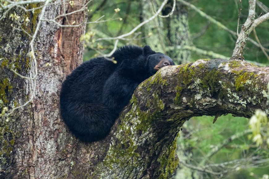 WATCH: Dramatic Moment Tranquilized Bear Falls From Tree