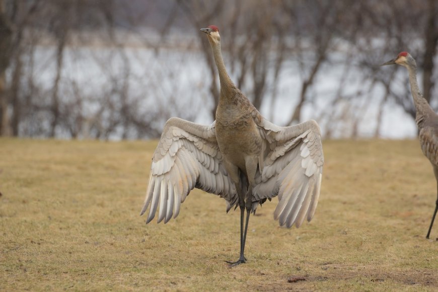 WATCH: Weird Interaction Between a Sandhill Crane and Alligator