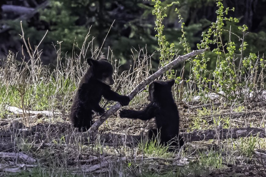 Bear Family Plays Together for Hours in a Backyard (Video)