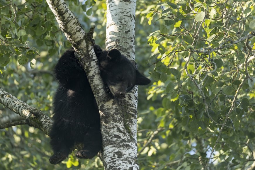 ‘Stubby’ the Three-Legged Bear Released Back Into the Wild
