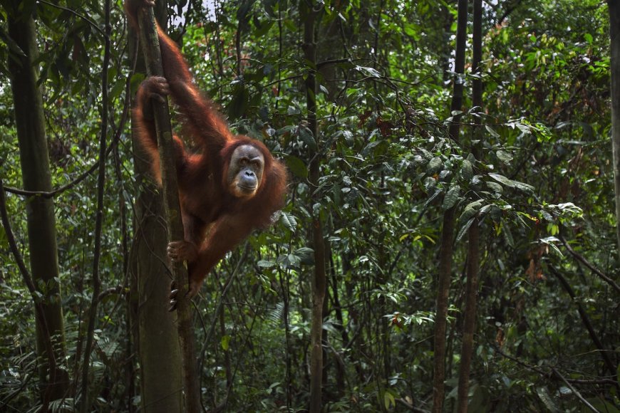 Sumatran Orangutan Uses Canopy Bridge for the First Time Ever