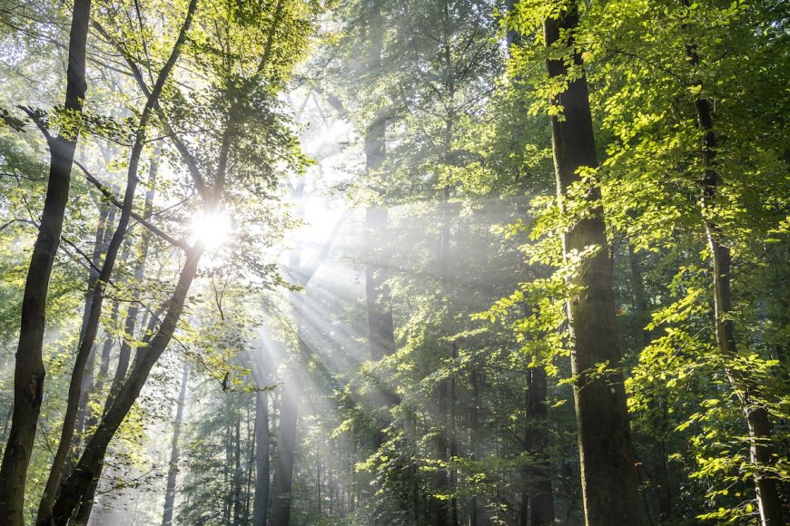 ‘Level 100 Camo’: See Whooo’s Hiding in the Trees (Video)