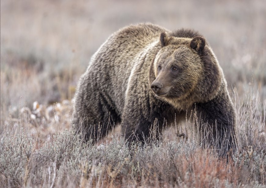 Grizzly Bear Rips up Archery Target at Yellowstone-Area Lodge