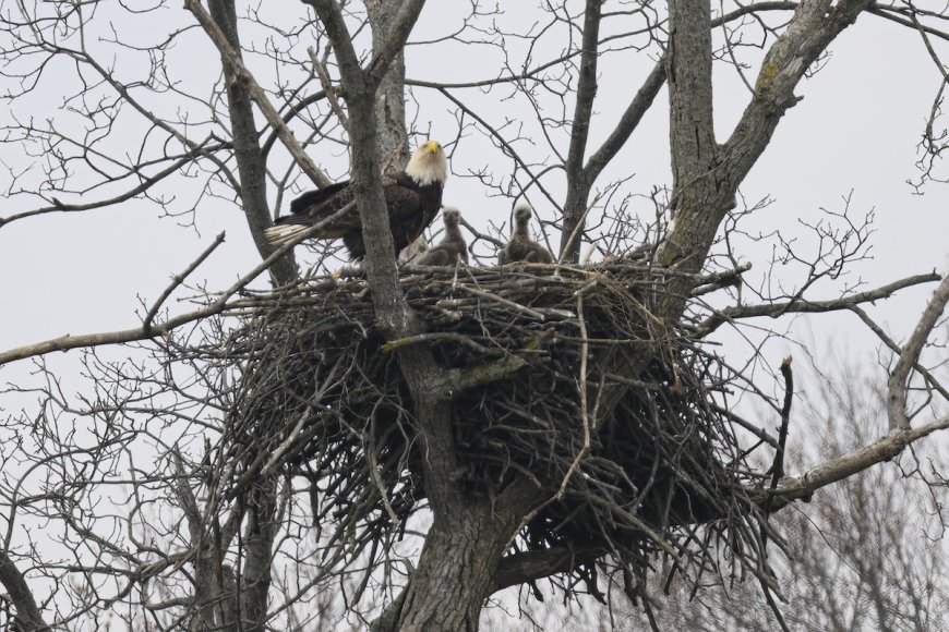 WATCH: Eaglet Falls From Nest, Then Gets a Helping Hand