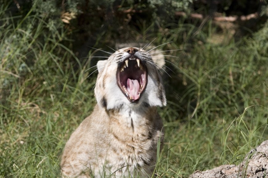 Volume up: Listen to a Bobcat’s Bizarre Vocalizations