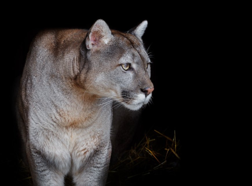 Missing Dog’s Owner Fears Cougar Attack, Finds Trail of Blood