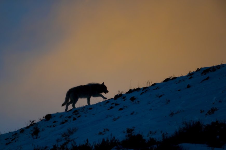 Yellowstone Wolf Appears to Grin as It’s Reunited With Pack
