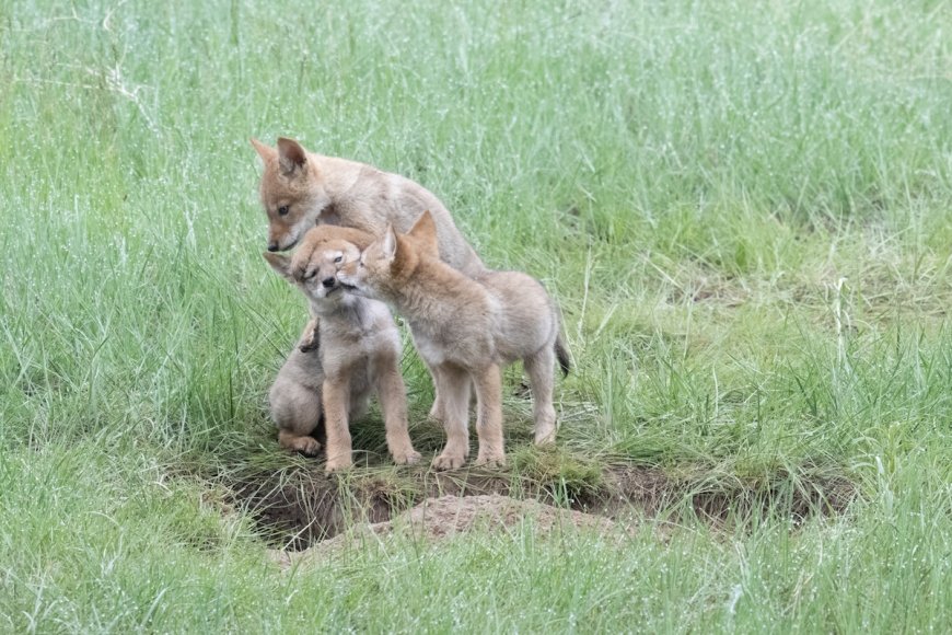 WATCH: Hiker Stumbles Upon Adorable Baby Coyotes