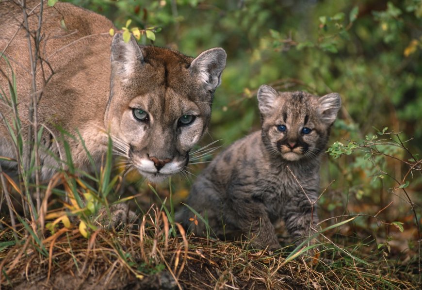 ‘Our Best Trail-Cam Capture Yet’: Cougar and Kittens in Minnesota