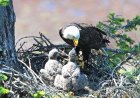 USPS Announces New Stamp Design Featuring Baby Bald Eagles