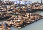 WATCH: Make Way for this Massive Steller Sea Lion on Pier 39
