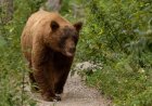 ‘Chill Hike’ Turns Not-So-Chill After Massive Bear Shows up on Trail