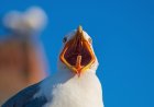 WATCH: Hilarious Clips From Seagull Screeching Championship