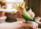 Pet Owner Finds A Way For His Injured Bird To Experience Flight Again