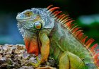 Iguana Swims Towards Paddleboarder For Help Then Climbs Aboard