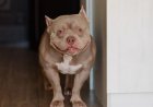 Shelter Dog Steals Hearts As She Enjoys A Piggyback Ride From Her New Mom