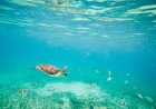 Little Girl Saved Endangered Sea Turtle While On Vacation