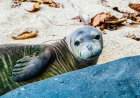 Hawaiian Monk Seal Gives Birth on Oahu Beach—See the Baby