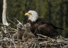 The Votes Are in: Two Famous Bald Eaglets Now Have Names