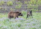 WATCH: Grizzly Bear and Wolf Fight Over Carcass in Yellowstone
