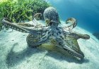 Diver Films Incredible Moment Octopus Disappears From Sight