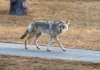 Caught on Security Cam: ‘Mama’ the House Cat vs. Coyote
